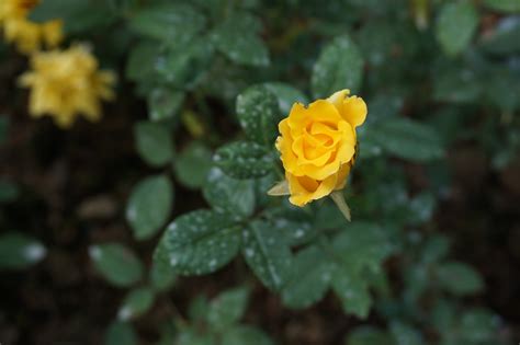 Yellow Roses Green Leaf Little - Free photo on Pixabay - Pixabay