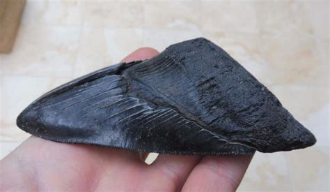 Megalodon And More Fossils Ltd Uk Fossils For Sale Megalodon