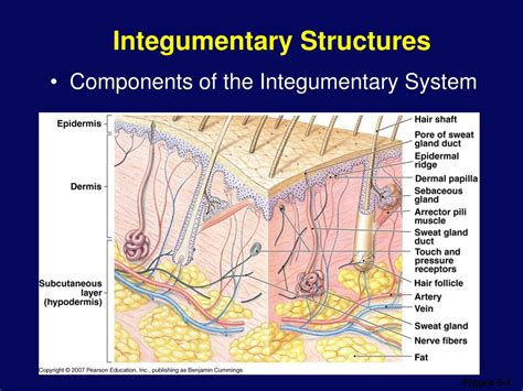 Ppt Integumentary System Powerpoint Presentation Free Download Id