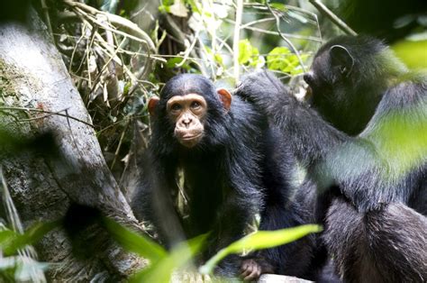 Chimp conservation | CNN