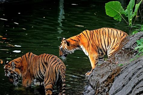 Taman Safari Bogor (Bogor Safari Park), West Java | Tickets & Tours - 2024