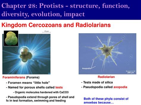 Ppt Chapter 28 Protists Structure Function Diversity Evolution Impact Powerpoint