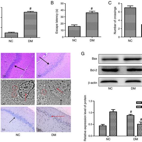 Hg Leads To Increased Apoptosis In Hippocampal Neurons A A