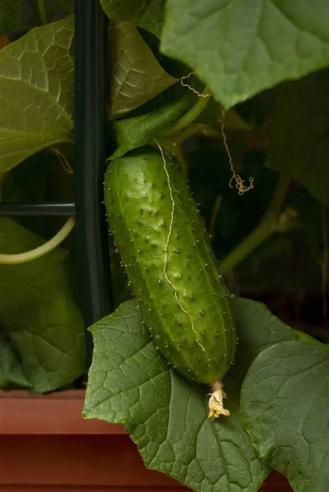 Cómo cultivar cientos de pepinos en macetas en 11 semanas