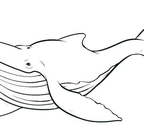 Whale Outline Drawing | Free download on ClipArtMag