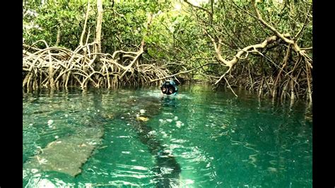 Diving Sketchy Mangrove Caves Key West YouTube