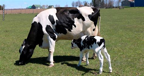 Bem estar e nutrição de vacas leiteiras é o destaque da Trouw Nutrition