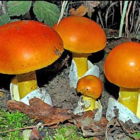 Cogumelos Venenosos Do Brasil - Cogumelos venenosos: 5 Tipos para conhecer e evitar