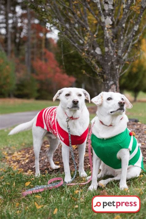 Snap Into Xmas: Best Guide to Dog Christmas Photoshoots! - PetPress