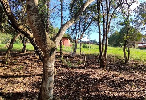 Terreno 4300 m² à Venda Caioçara Jarinu Lopes