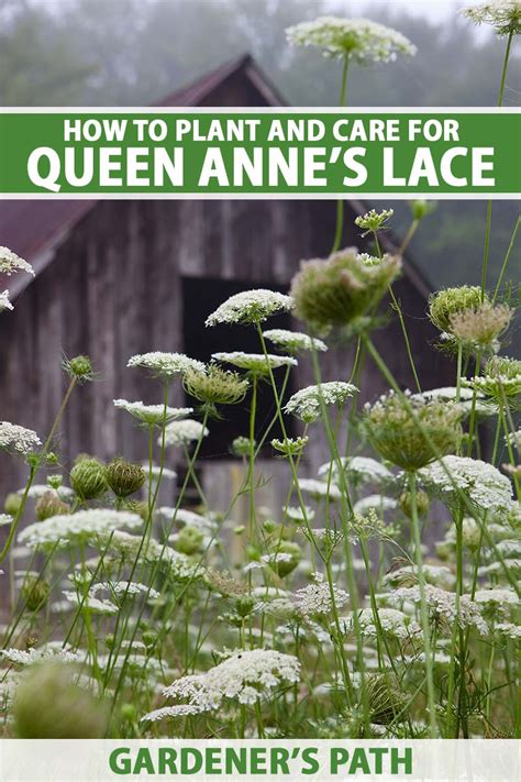 Queen Annes Lace Root