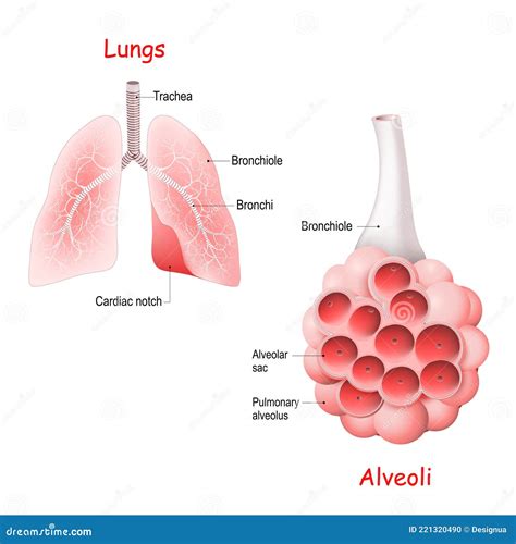 肺肺泡 肺泡气管和支气管 向量例证 插画 包括有 齿龈音 绘制 健康 替换 流感 内部 养殖 221320490