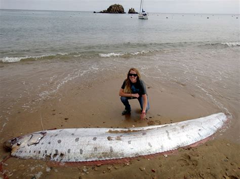 Giant Oarfish Discovered On Santa Catalina Island June 1 2015 Strange