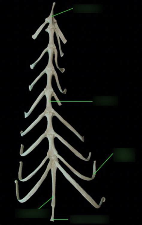 Felis Sternum Diagram | Quizlet