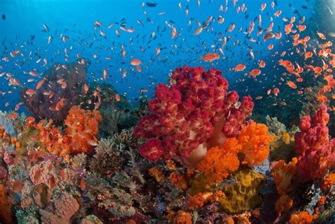 Pesona Bawah Laut Raja Ampat