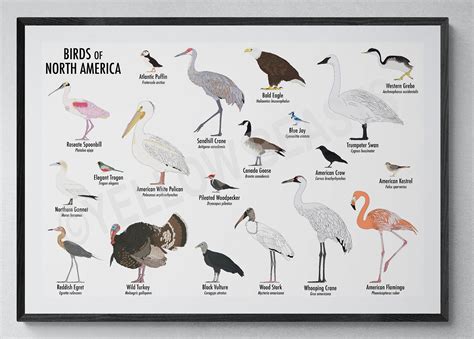 Birds of North America Poster - Etsy