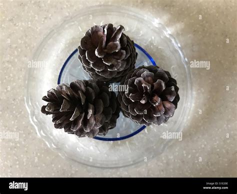 Pine tree seeds Stock Photo - Alamy