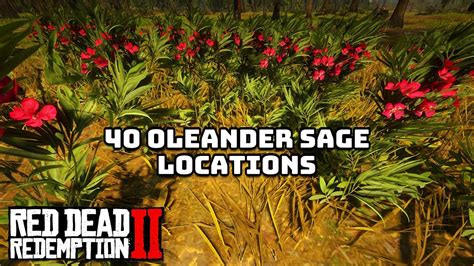 40 Oleander Sage Locations In Red Dead Redemption 2 Youtube