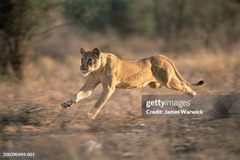 Female Lion Running