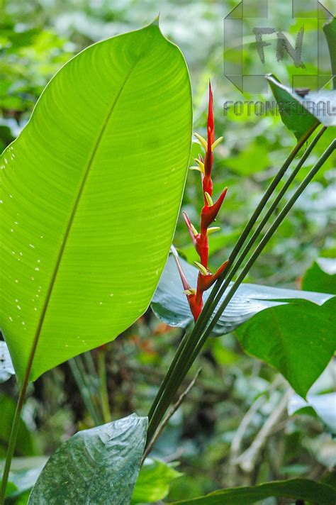 Textura De Folha E Helic Nia Na Mata Atl Ntica Texture Of Leaf And