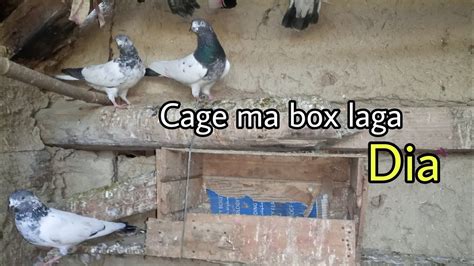 Kabootar Ka Breeding Box Laganay Ka Tarika Breeding Box Kha Sa Layan