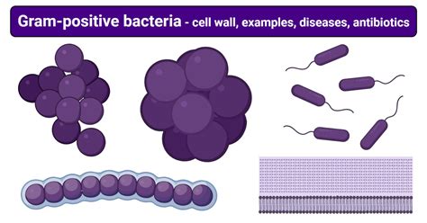 Gram Negative Bacteria Shape