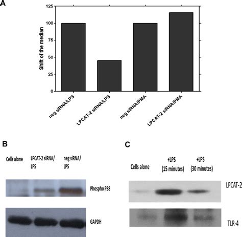 Lpcat Inhibition Had No Effect On Pma Induced Total Reactive Oxygen