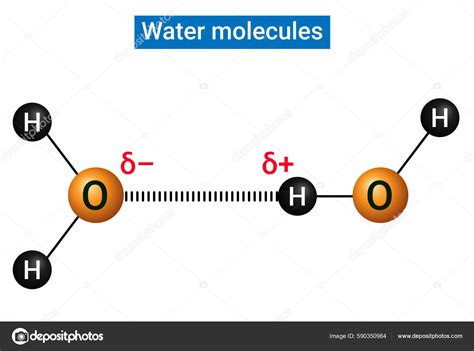 Water Molecules Joined Hydrogen Bond Vector Gráfico Vectorial