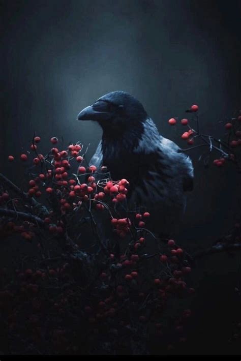 Crow Crow Photography Best Photography Crow Aesthetics Flickr