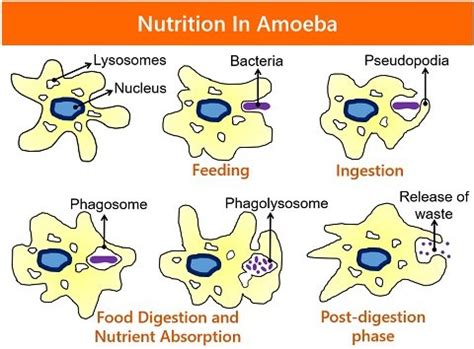 Difference Between Amoeba and Paramecium (with Comparison Chart ...