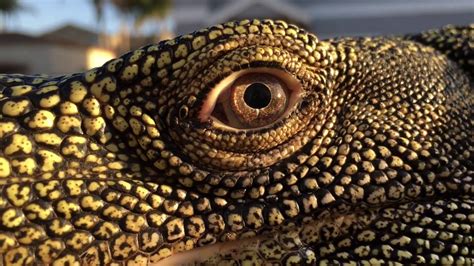 Croc Monitor Eye Movement Youtube