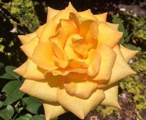 28 Yellow Rose Varieties ( With Name & Pictures) - AMERICAN GARDENER