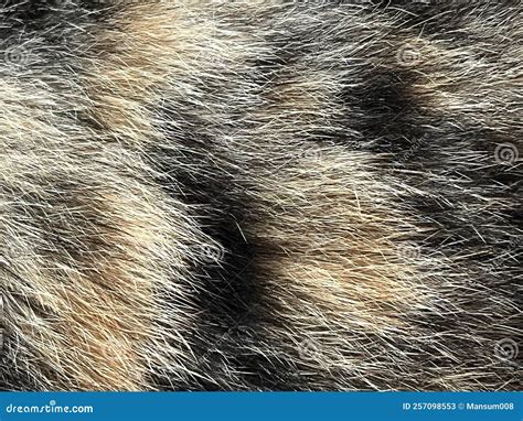 Cat Fur Texture Background Stock Image Image Of Design 257098553