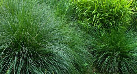 Zone 3 Hardy Grasses For Gardens Angelic Bamboo Secrets