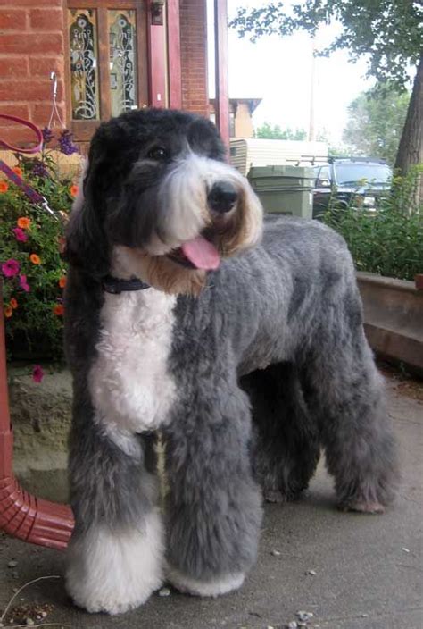 230956 500×743 Old English Sheepdog English Sheepdog Big Dog