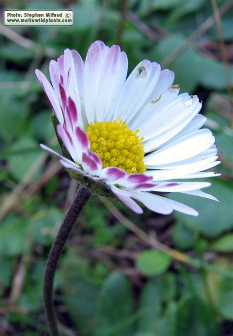 Bellis Sylvestris Southern Daisy MaltaWildPlants The Online