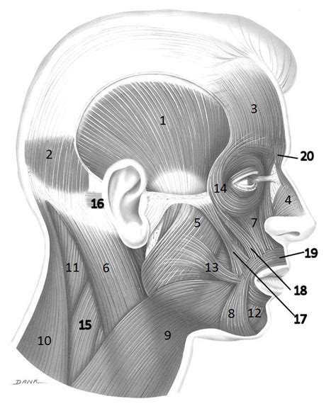 Head Muscles Lateral Diagram Quizlet