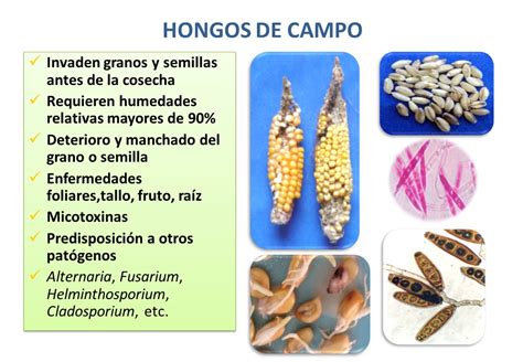 Mohos Productores De Micotoxinas