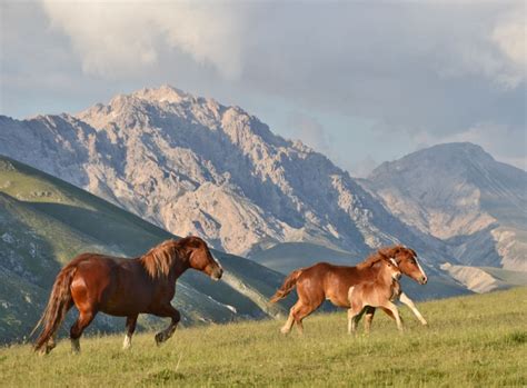 Presentato Oggi Il Progetto Life Praterie Parco Nazionale Del Gran