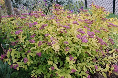 Spiraea Spirea Handy Andy S Nursery