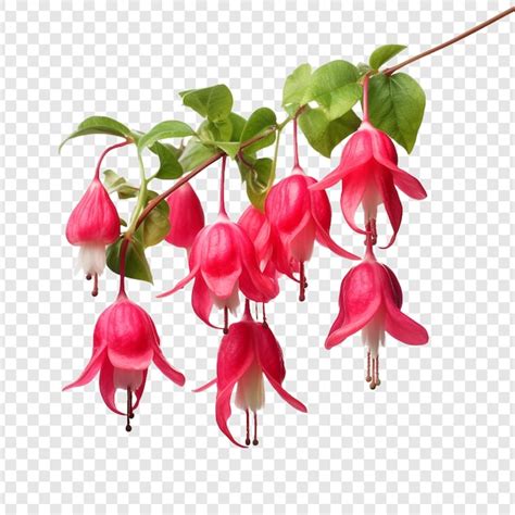 Flor Fucsia Png Aislado Sobre Fondo Transparente Archivo Psd Premium