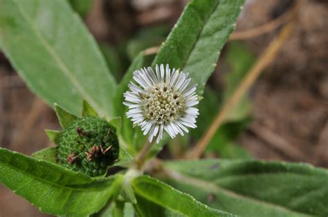 Eclipta Prostrata Asteraceae Image At Phytoimages Siu Edu