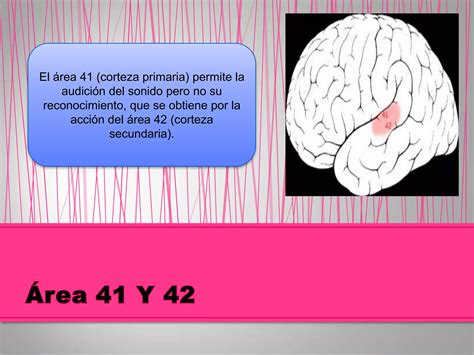 áReas y funciones de la corteza cerebral PPT Descarga Gratuita