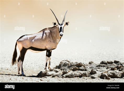 Female Oryx Hi Res Stock Photography And Images Alamy