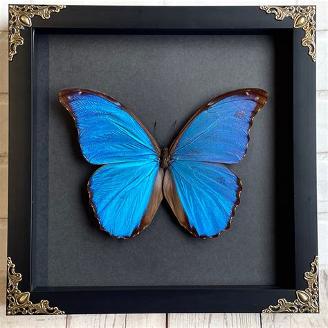 Giant Blue Morpho Butterfly Morpho Didius Baroque Style Deep Etsy Uk