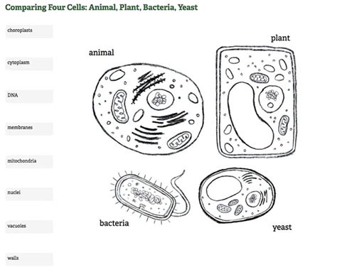 Grade Structure And Function Organelles Cells And