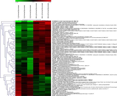 Heat Map Of Microarray Data Showing Hierarchical Clustering Of