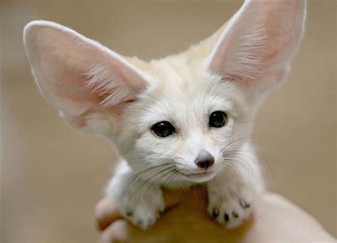 Cute white fennec fox - Teh Cute