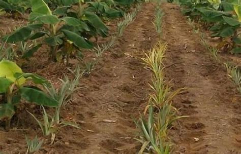 How To Intercrop 2 Or More Crops On A Plot Without Compromising Yield