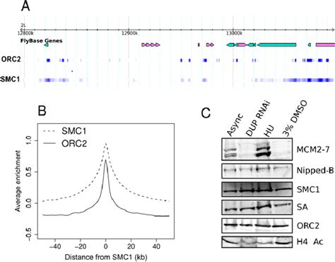 Cohesin Loading Occurs At Orc Binding Sites Independent Of Pre Rc